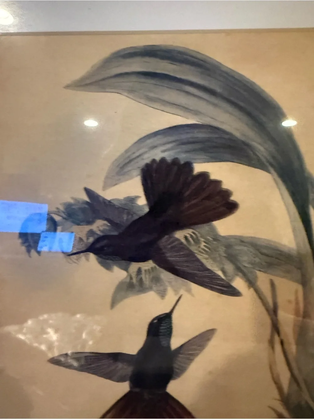 ANTIQUE GOULD HUMMINGBIRD LITHOGRAPH Hand Colored Metallura Cupreicauda